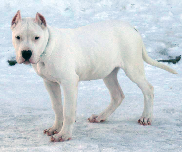 Dogo Argentino Breeder - Ontario, Canada
